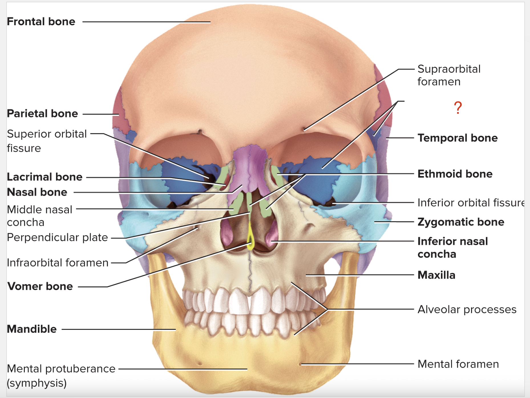 <p>What is the name of this bone?</p>