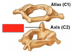 <p>articulation between the atlas and axis</p>