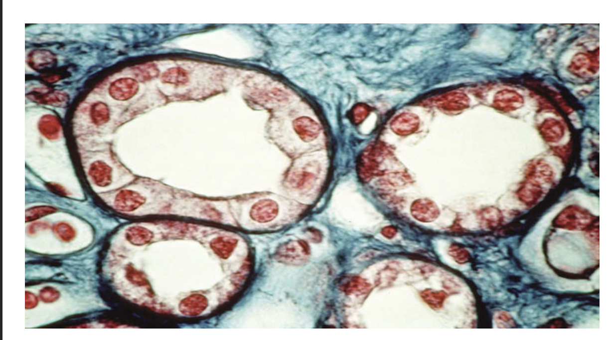 <p>What is this Tissue? and where is it found ?</p>