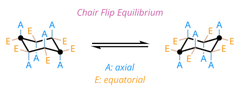 <ul><li><p>all axial substituents become equatorial and all equatorial substituents become axial</p></li><li><p>all of the substituents that were pointed up, remain pointed up, and the substituents that were pointed down, remain pointed down</p></li></ul><p></p>