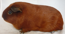<p>welke type cavia is dit</p>