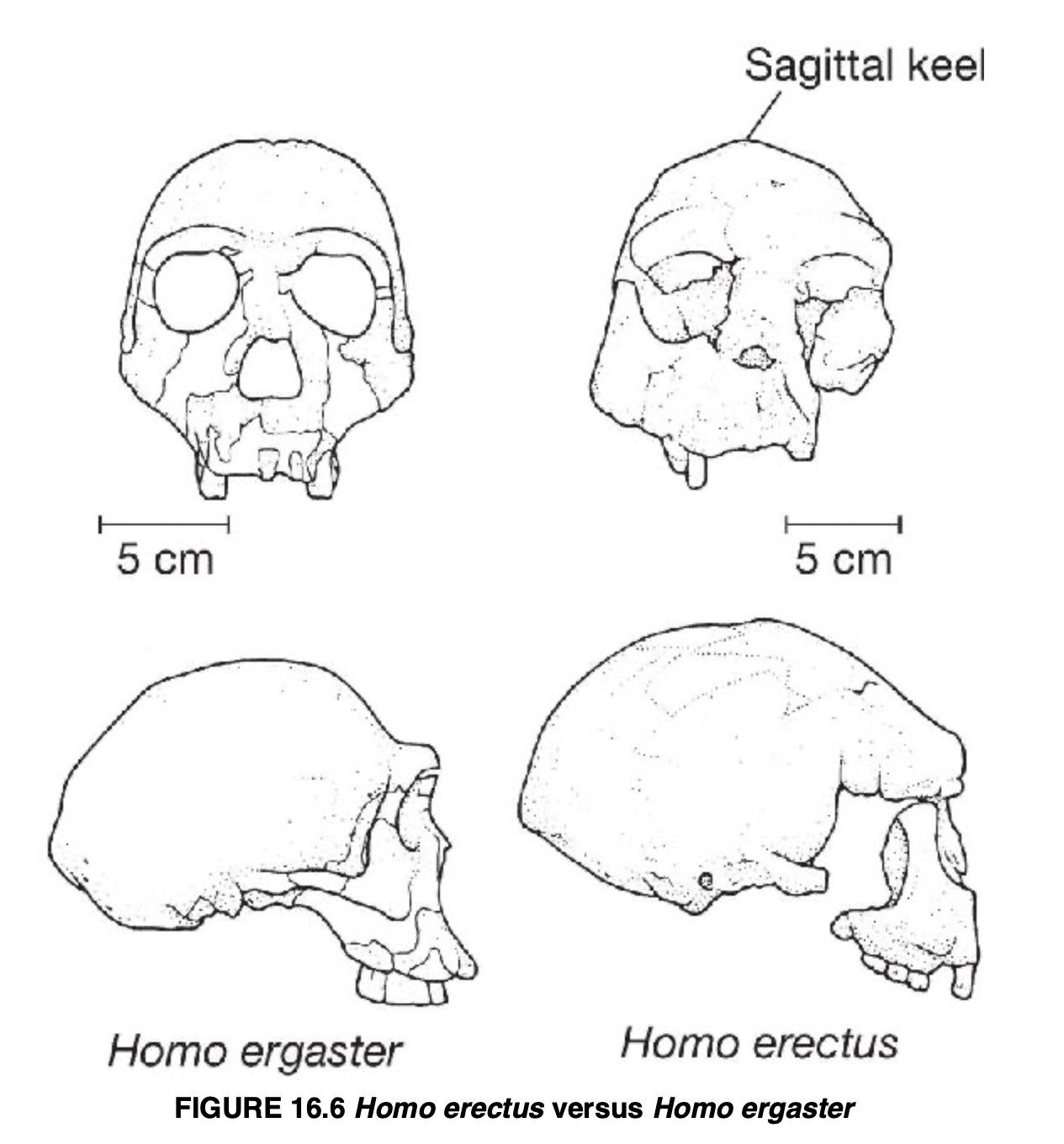 <p>Homo ergaster</p>