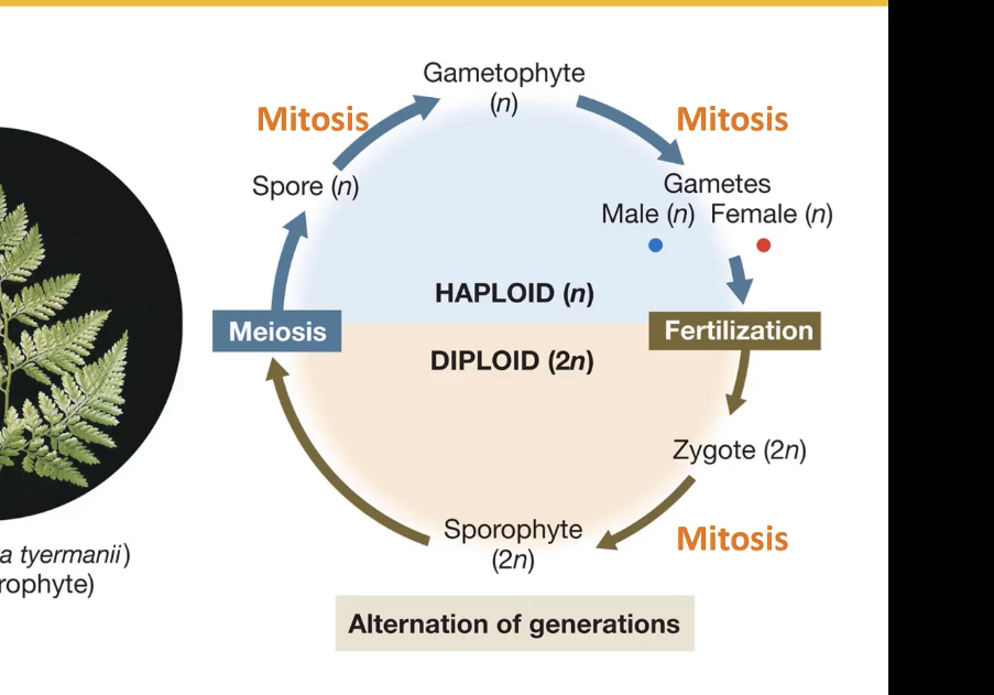 <p><span><span>Alternation of generations means that </span></span><strong>plants alternate between two different life stages, or generations, in their life cycle</strong><span><span>; a haploid stage called gametophyte and a diploid stage called sporophyte. The terms haploid and diploid refer to the number of chromosomes contained in the cells.</span></span></p>