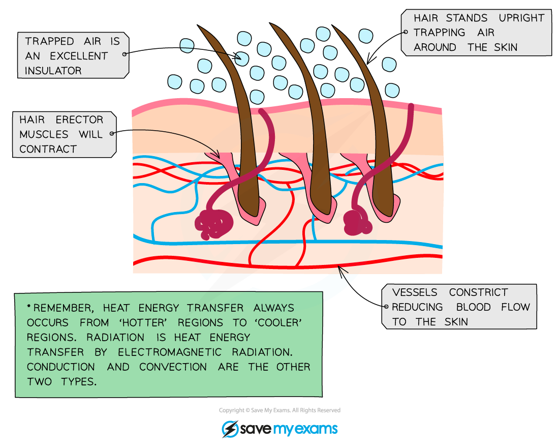 <p>hypothalamus: acts as a body thermostat, it signals the body to:</p><p>-conserve heat or to generate more heat.</p><p></p><p>too COLD:</p><p>Conserving heat:</p><ol><li><p>erector muscles in our skin contracts, causing the <strong>hairs on our skin to stand</strong> and it traps a thick layer of warm air next to skin to warm up (insulate)</p></li><li><p><strong>vasoconstriction</strong>- arterioles constrict in size so small amount of blood flow travels within, this stops blood from losing heat energy to air.</p></li></ol><p></p><p>generating heat:</p><ol><li><p><strong>shivering</strong>- muscles contract and release quickly. the metabolic rates increase which generates heat and the blood that flows thru muscles is warmed by the heat and then distributed thoughout the body</p></li></ol><p></p><p>too HOT:</p><p>-hypothalamus tells the body to lose heat</p><p>lose heat:</p><ol><li><p>the erector muscles in our skin relax so the <strong>hairs on body lies</strong> flat, causing no warm air trapped.</p></li><li><p><strong>vasodilation</strong>- arterioles dilate (increase in size) so lots of blood flow through so blood loses heat to air.</p></li><li><p>sweat- sweat glands secrete sweat and water evaporates taking heat from skin and cooling body</p></li></ol><p></p>