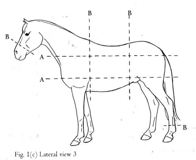 <p>B</p>