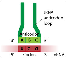 <p>A three-base sequence in tRNA that base pairs with the mRNA codon.</p>