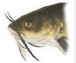 <p>What type of jaw structure is this?</p>