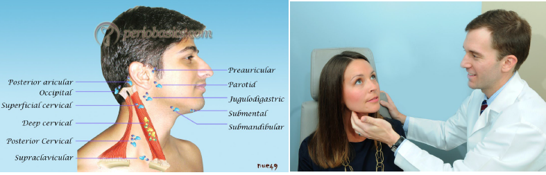 <ul><li><p>observation the eyes and pupils</p></li><li><p>examination of the skin of head and neck for detection of any lesion</p></li><li><p>palpation of the head and neck lymph nodes for any induration, mobility, and tenderness of lymph nodes and lymphadenopathy</p></li><li><p>examination of thyroid gland</p></li><li><p>bilateral palpation of the temporomandibular joints and examination of the patient for any limitations in opening the mouth or for any joint sounds</p></li></ul><p></p>