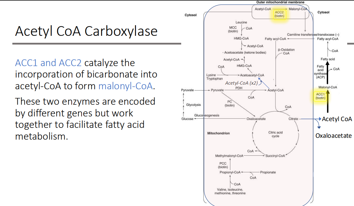 <p>fatty acid metabolism</p>