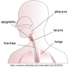 <p>pharynx</p>
