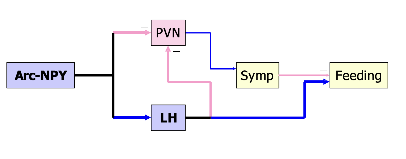 <ul><li><p><strong><em>Ghrelin, the hunger hormone</em></strong>, is released into the blood by cells in the stomach wall when the stomach is empty; <strong><em>stretching the stomach stops ghrelin release. </em></strong></p></li><li><p><strong>Ghrelin acts directly on Arc-NPY and LH (exciting them) and on PVN (inhibiting it).</strong></p></li></ul><p></p>