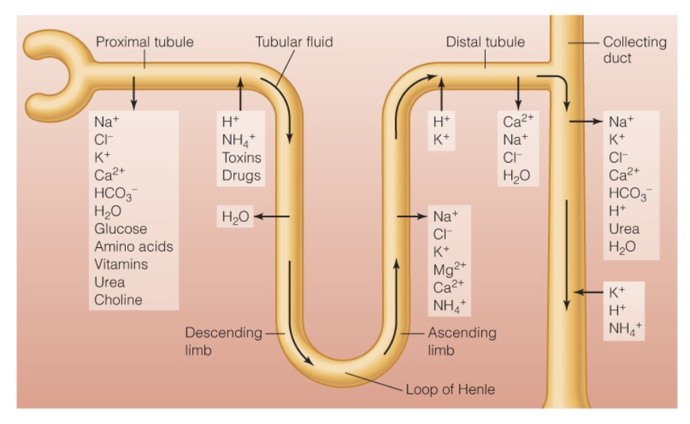 <ul><li><p>selective process - nephron to blood</p><ul><li><p>mediated transport, diffusion → lipid soluble + water</p></li></ul></li><li><p>99% can be reabsorbed (but more filtration = more excretion)</p><ul><li><p>toxins may be secreted before the distal tubule because they cannot be reabsorbed, only excess can be reabsorbed, which is why it needs to be secreted later</p></li><li><p>distal can also reabsorb any extra things needed (like fine-tuning after typical needs from the proximal tubule have been absorbed)</p></li></ul></li></ul><p></p>