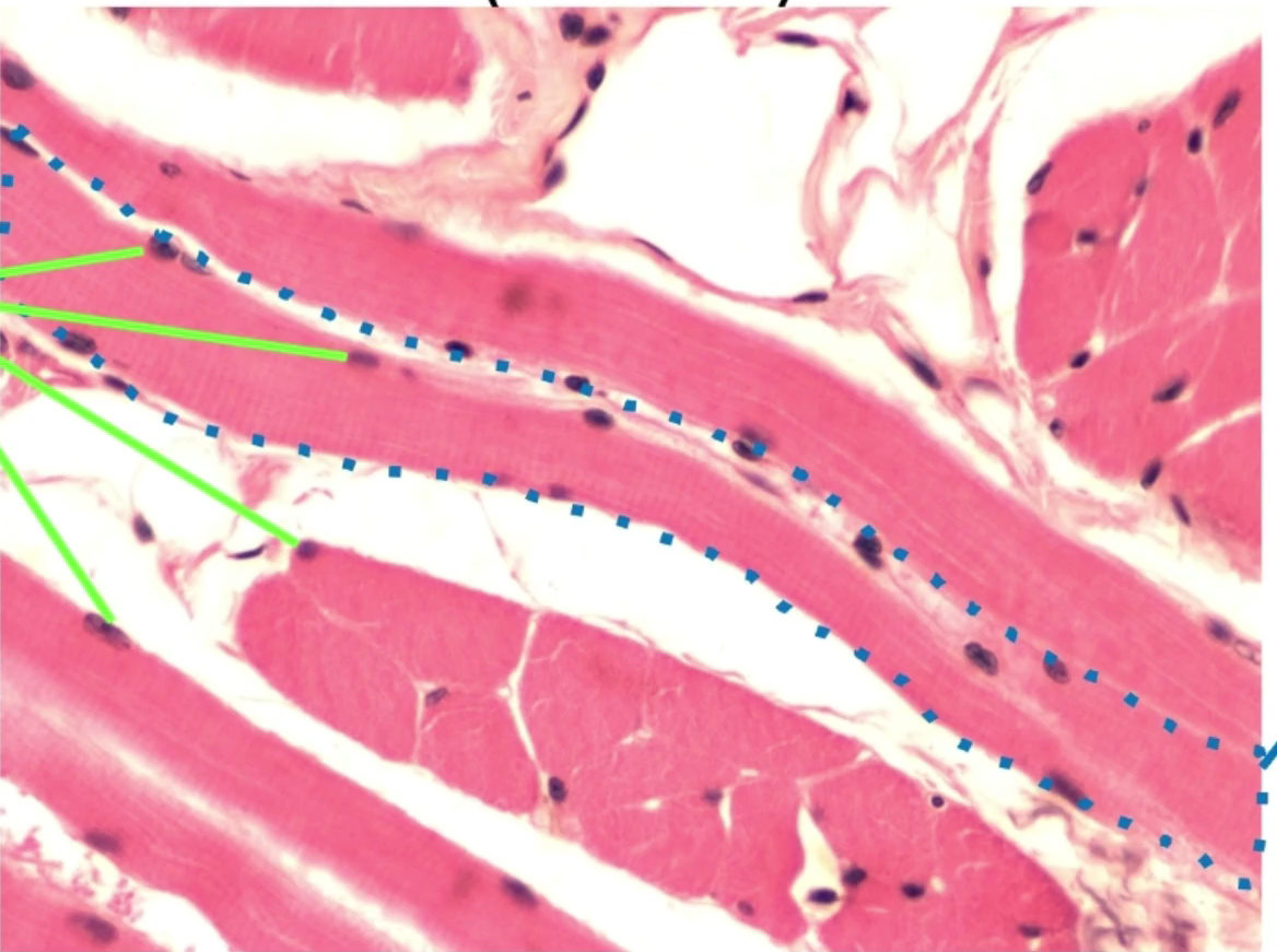 <p>Structure: (green)</p>