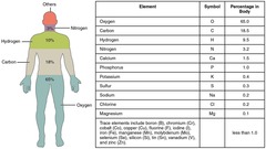 <p>98% (Carbon, Hydrogen, Nitrogen, Oxygen, Phosphorus, Calcium - CHNOPCa).</p>