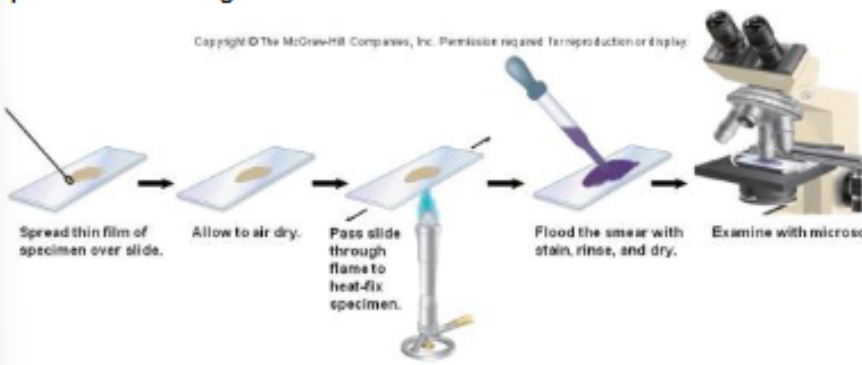 <p>Wet mount uses a drop of liquid specimen</p><ul><li><p>live bacteria - hard to see due to lack of contrast</p></li><li><p>higher contrast is achieved by</p><ul><li><p>using different types of microscopies</p></li><li><p>specimen staining</p></li></ul></li></ul><p>Prepare a smear</p><ul><li><p>smear: a thin layer of cells dried and fixed onto a slide before staining</p><ul><li><p>fixing: in the lab using heat from a bunsen burner, thru the flame a couple times → first it will kill the bacteria and preserve it…, then it denatures the protein on the surface of bacteria, then attaches bacteria on the slide</p></li></ul></li></ul><p></p>