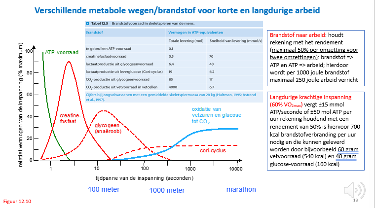 <p><span>Na ongeveer 1 sec is de ATP voorraad die we hadden opgebruikt.</span></p><p></p><p><span>We beginnen ATP te regenereren door de fosfaatgroep van creatinefosfaat over te dragen op ADP.</span></p><p></p><p><span>Dan (zeker bij een explosieve inspanning) moeten we glycogeen mobiliseren en de glucose die eruit vrijkomt anaeroob verbranden met productie van een paar ATP’s.</span></p><p></p><p><span>Als de inspanning nog verder duurt, beginnen de spieren aeroob vetzuren en glucose te verbranden, daar kunnen we uren mee doorgaan tot ook die voorraden uitgeput zijn.</span></p>