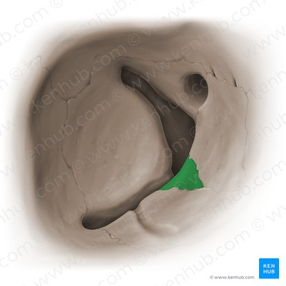 <p>name the bone (w/in orbital socket) </p>