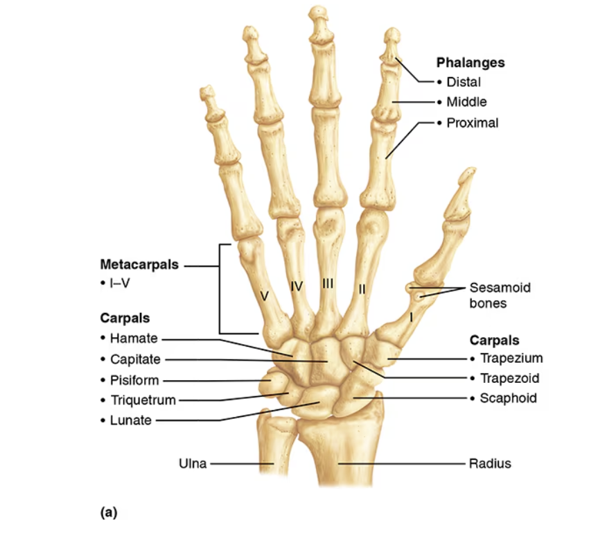 <p> wrist/carpus: the proximal portion of the hand. the eight bones composing it are the <strong>carpals.</strong> The carpals are arranged in two irregular rows of four bones each. In the proximal row (lateral to medial) are the <em>scaphoid, lunate, triquetrum</em>, and <em>pisiform bones</em>; the scaphoid and lunate articulate with the distal end of the radius. In the distal row (lateral to medial) are the <em>trapezium, trapezoid, capitate,</em> and <em>hamate</em>. (here comes the thumb going towards the thumb) </p><p>The <strong>metacarpals,</strong> numbered I to V from the thumb side of the hand toward the little finger, radiate out from the wrist like spokes to form the palm of the hand. The <em>bases</em> of the metacarpals articulate with the carpals; their more bulbous <em>heads</em> articulate with the phalanges distally. When the fist is clenched, the heads of the metacarpals become prominent as the knuckles.</p><p>The fingers are numbered from 1 to 5, beginning from the thumb <em>(pollex)</em> side of the hand. The 14 bones of the fingers, or digits, are miniature long bones, called <strong>phalanges</strong> (singular: <em>phalanx</em>). Each finger contains three phalanges (proximal, middle, and distal) except the thumb, which has only two (proximal and distal).</p>