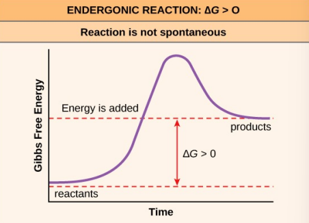 <p>Endergonic reaction examples</p>
