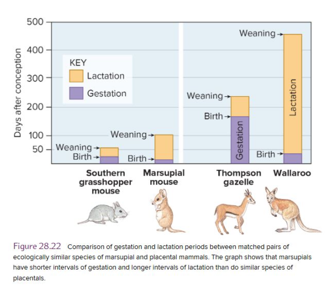 <p><strong>Reproduction – Marsupials vs. Eutherians</strong></p><p class="p1"><span style="color: rgb(138, 199, 246);">• Marsupials are <u>pouched/not pouched</u>:</span></p><p class="p1"><span style="color: rgb(138, 199, 246);">• Embryo (blastocyst) is at first __ and floats in uterine fluids for several days</span></p><p class="p1"><span style="color: rgb(138, 199, 246);">• After hatching, they <u>do/do not</u> implant in the uterus</span></p><p class="p1"><span style="color: rgb(138, 199, 246);">• Marsupials give birth to __ (<u>short/long</u> gestation time).</span></p><p class="p1"><span style="color: rgb(138, 199, 246);">• Early birth is followed by a prolonged interval of ? and ?</span></p><p class="p1"><span style="color: rgb(134, 250, 148);">• Eutherians</span></p><p class="p1"><span style="color: rgb(134, 250, 148);">• ? mammals</span></p><p class="p1"><span style="color: rgb(134, 250, 148);">• Embryos implant in ?</span></p><p class="p1"><span style="color: rgb(134, 250, 148);">• Reproductive investment is __ gestation</span></p><p class="p1"><span style="color: rgb(134, 250, 148);">• Shorter __ period</span></p>