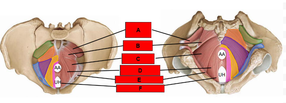 <p>What is indicated by E?</p>