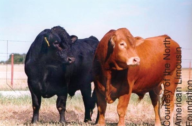 <p>Originated in west-central France; little red hair with lighter circles; small and short head with broad forehead; feed efficiency; lean carcasses</p>