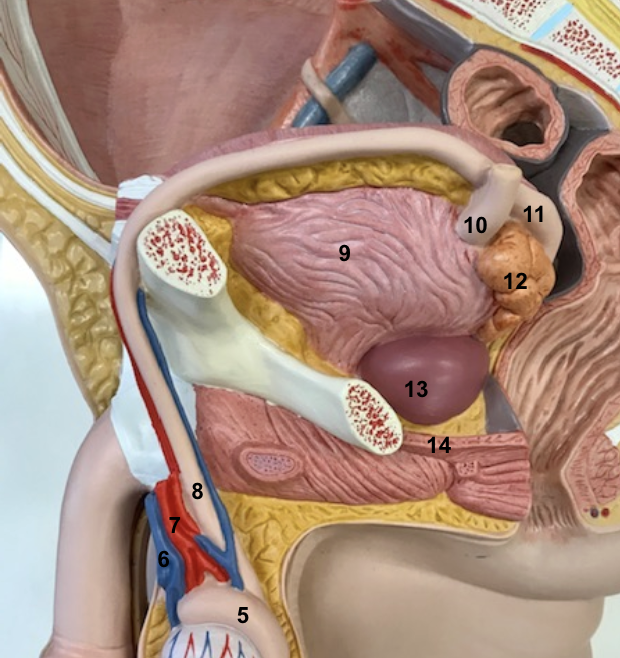 <p>5 - epididymis</p>