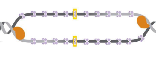 <p>as the replication fork move away from the bubble, the replication bubble ___ in size </p>