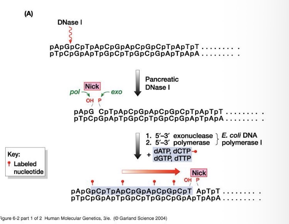 <p>Nick translation - strand synthesis</p>