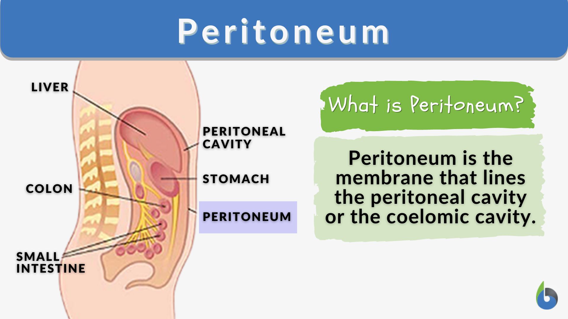 <p>fluid filled space in abdomen between the inner lining of abdominal wall and organs within</p>