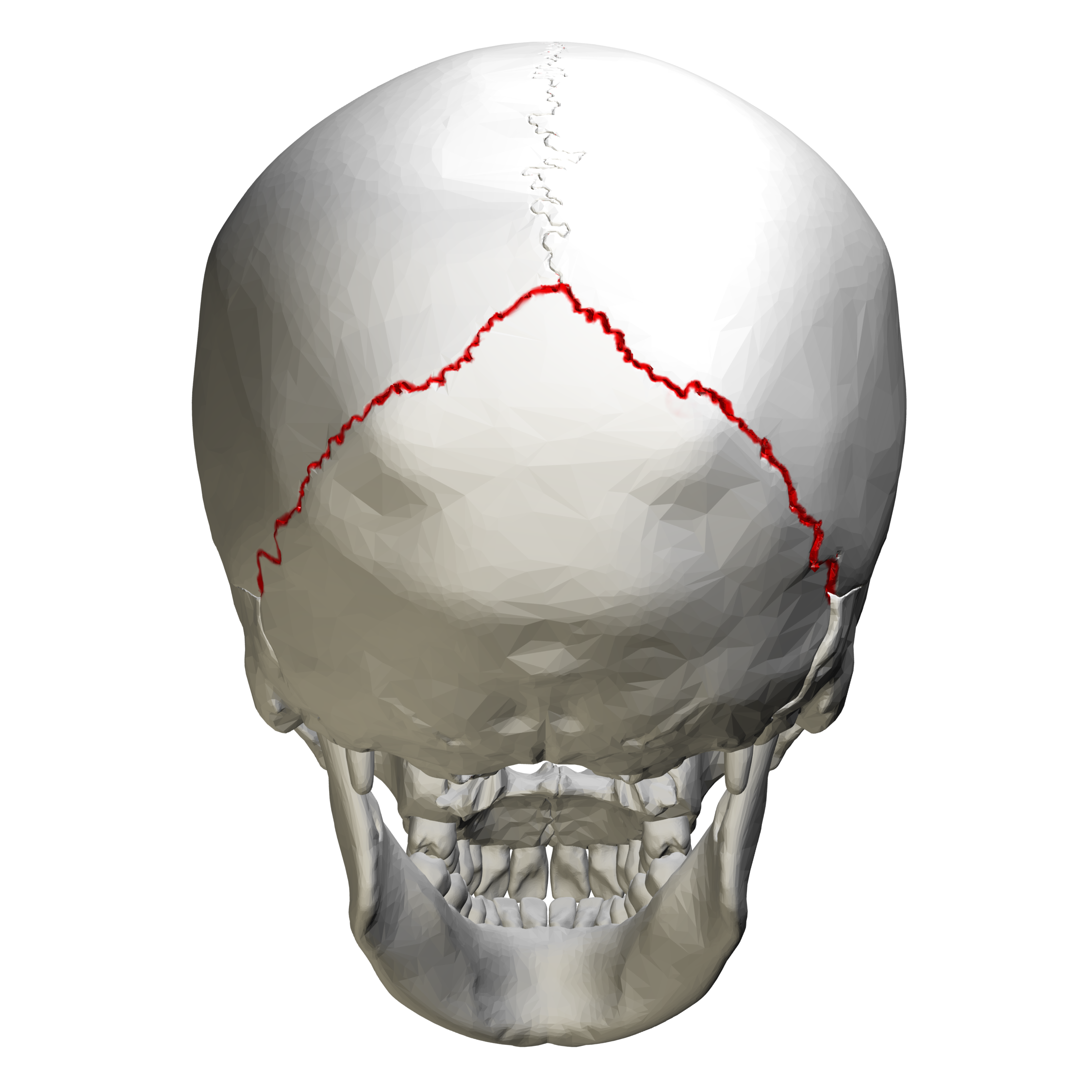 <p>Connects the occipital bone to the parietal bone. Starts to fuse in adulthood</p>