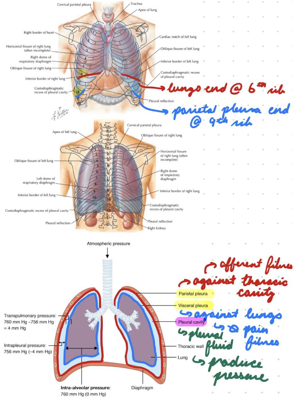 <p>Line outer cavity (not touching lungs)</p><p>Afferent fibre innervation</p><p>Extend to 9th costal cartilage (ribs)</p>