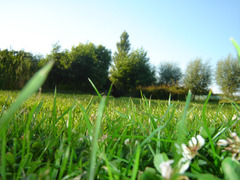<p>the nature</p>