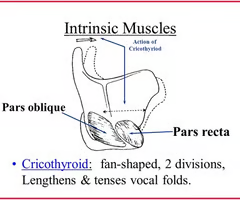 <p><span>INTRINSIC TENSOR</span><br><br><span>origin: cricoid cartilage lateral to pars recta</span><br><br><span>insertion: thyroid cartilage between laminae and inferior horns</span><br><br><span>innervation: CN X, external branch of SLN (superior laryngeal nerve)</span><br><br><span>function: actively tenses or elongates vocal folds (increases distance between thyroid and vocal process, which elongates vocal fold and increases its tension); depresses thyroid relative to cricoid</span></p><p></p>