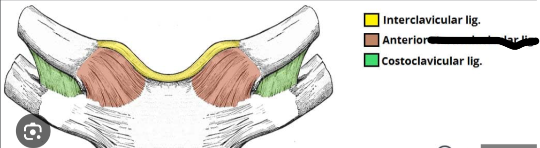 <p>What Shoulder Ligament?</p>