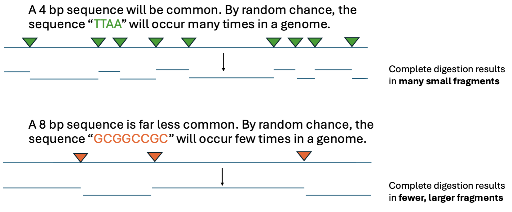 <p>the less likely it is to randomly occur in a genome</p>
