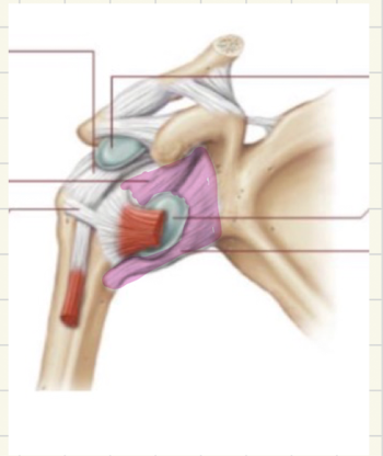 <p>what ligament is this </p>