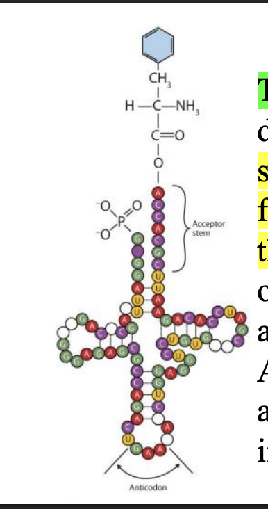<p>Three loops</p><p>1st Loop: Carries the anticodon nucleotides</p><p>2nd Loop: Acceptor stem, where amino acid is attatched</p>