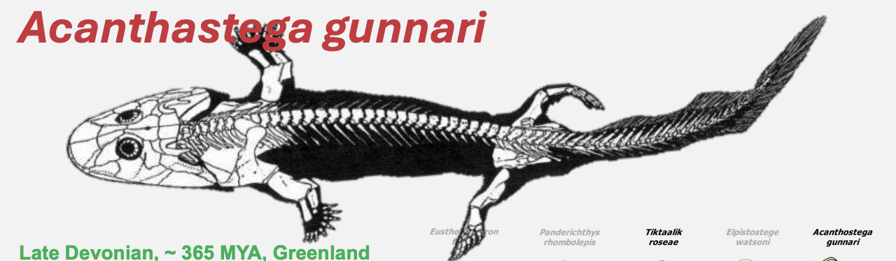 <ul><li><p class="Paragraph SCXO155426001 BCX4" style="text-align: left;"><span style="background-color: inherit; line-height: 19.55px; color: windowtext;">Late devonian</span><span style="line-height: 19.55px; color: windowtext;">&nbsp;</span></p></li><li><p class="Paragraph SCXO155426001 BCX4" style="text-align: left;"><span style="background-color: inherit; line-height: 19.55px; color: windowtext;">8 fingers and toes</span><span style="line-height: 19.55px; color: windowtext;">&nbsp;</span></p><ul><li><p class="Paragraph SCXO155426001 BCX4" style="text-align: left;"><span style="background-color: inherit; line-height: 19.55px; color: windowtext;">Hands and feet</span><span style="line-height: 19.55px; color: windowtext;">&nbsp;</span></p></li></ul></li><li><p class="Paragraph SCXO155426001 BCX4" style="text-align: left;"><span style="background-color: inherit; line-height: 19.55px; color: windowtext;">Elongate limbs, weak wrist (not ossified)</span><span style="line-height: 19.55px; color: windowtext;">&nbsp;</span></p></li><li><p class="Paragraph SCXO155426001 BCX4" style="text-align: left;"><span style="background-color: inherit; line-height: 19.55px; color: windowtext;">Retains long, oarlike tail with fin rays for underwater propulsion</span><span style="line-height: 19.55px; color: windowtext;">&nbsp;</span></p></li><li><p class="Paragraph SCXO155426001 BCX4" style="text-align: left;"><span style="background-color: inherit; line-height: 19.55px; color: windowtext;">Retains gill arches for breathing underwater</span><span style="line-height: 19.55px; color: windowtext;">&nbsp;</span></p></li><li><p class="Paragraph SCXO155426001 BCX4" style="text-align: left;"><span style="background-color: inherit; line-height: 19.55px; color: windowtext;">Retains fish-like lateral-line system for detecting water movements</span><span style="line-height: 19.55px; color: windowtext;">&nbsp;</span></p></li></ul><p></p>