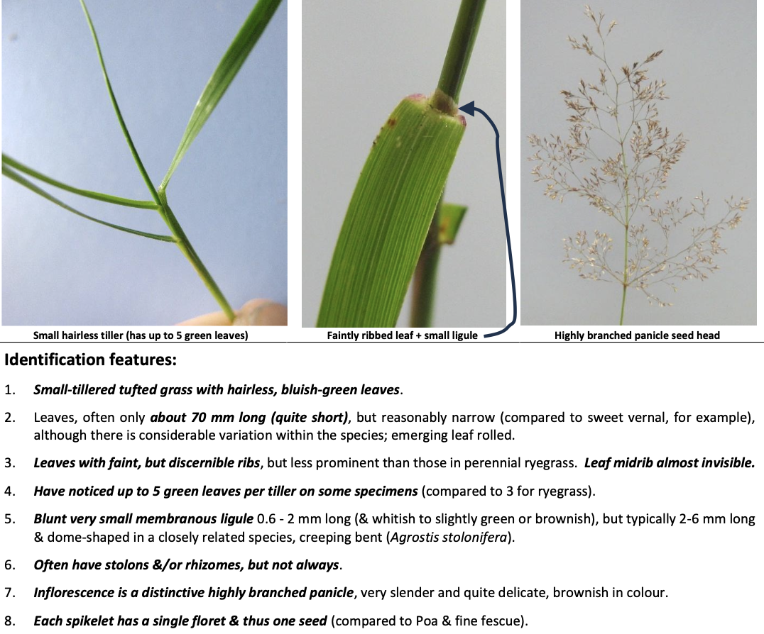 <p><strong>Plant family:</strong> Poaceae<br><strong>Life cycle:</strong> Perennial<br><strong>Key persistence/spread:</strong> stolons, rhizomes, and seed<br><strong>Farming systems:</strong> Hill country; low-fertility pastures</p><p><strong> How to identify</strong></p><p>Forms fine, low‑density swards and tolerates poor soil. Leaves are fine, short, and dull bluish‑green. The midrib is indistinct.</p><p>The seed head is a very fine, airy, highly branched panicle that looks delicate and brownish when mature.</p><p>May have stolons or rhizomes, but these are variable and not always visible.</p><p>Often confused with sweet vernal or fine fescues, it lacks a strong smell and has finer panicles. </p>