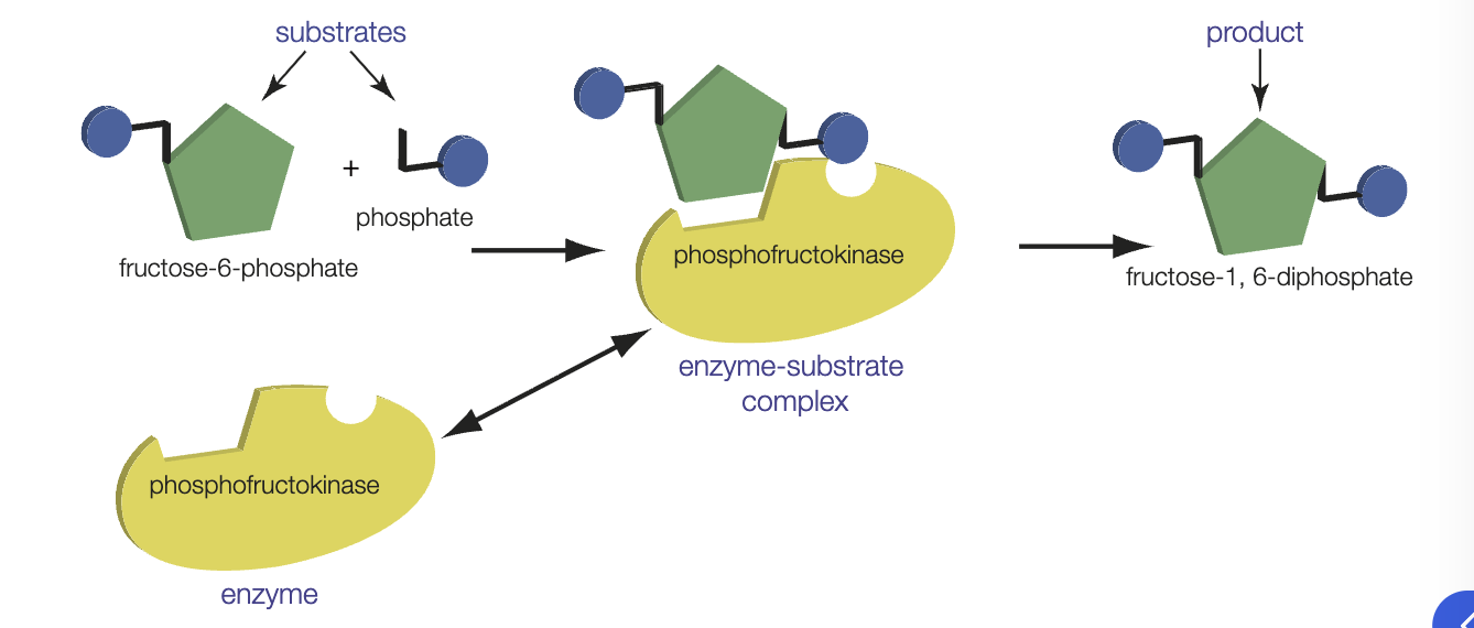<ul><li><p>metabolism - all biochemical reactions carried out by living organisms </p></li><li><p>rate of these reactions - metabolic rate</p></li><li><p>Separate biochemical reactions making up a cell’s metabolism are metabolic reaction </p></li><li><p>most reactions form part of metabolic pathways</p></li><li><p>each step is catalysed by a specific enzyme </p></li></ul><p></p>