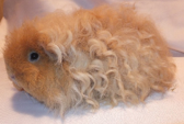 <p>welke type cavia is dit</p>