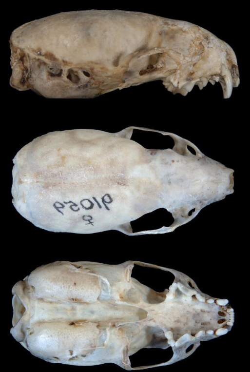 <p>Mustela nivalis</p>