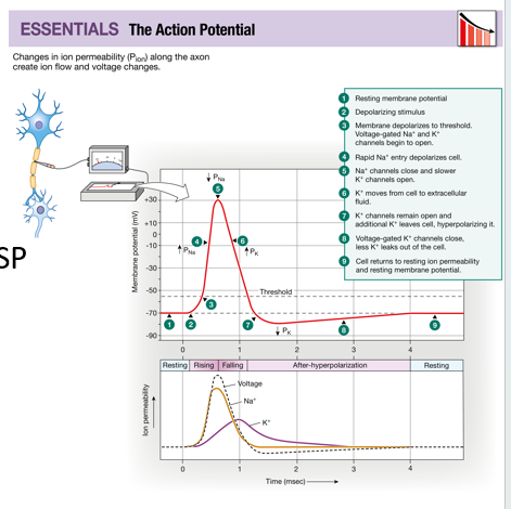 <p>Resting membrane potential, depolarizing graded potential: EPSP, EPSP to threshold, rapid depolarization: Na+ voltage gated channels, overshoot: Na+ voltage gated channels</p>