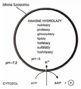 <p>rola przedstawionego lizosomu i jaki mechanizm utrzymuje niskie pH wew lizosomu</p>