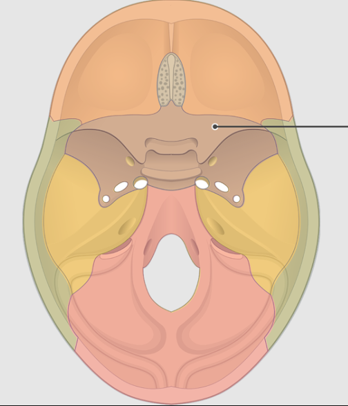 <p>Superior projections of sphenoid</p>