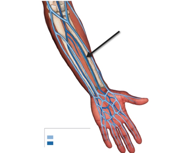 <p>Name the structure</p>