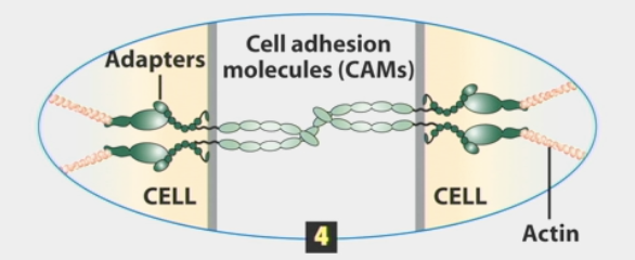 <ul><li><p>physical connection</p></li><li><p>molecules bind to one another and to intracellular proteins</p></li><li><p>mediated through membrane proteins called <strong>cell adhesion molecules</strong> (CAMs)</p></li><li><p>strengthened by adding up <strong>many weak</strong> interactions</p><ul><li><p>cell alters adhesion by deciding how many interactions are on its surface</p></li></ul></li><li><p>sorts out cells of different types into <strong>clusters</strong></p><ul><li><p>H.V. Wilson sponge experiments: mixing cells of two different species makes them grow <u>separately</u>, adhere only to cells of their own species</p></li></ul></li></ul><p></p>