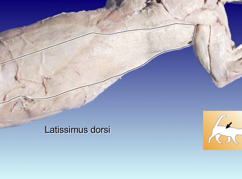 <p>Latissimus dorsi</p><p>action: adducts humerus </p><p>s: clavo-deltoid</p><p>a: supraspinatus</p>