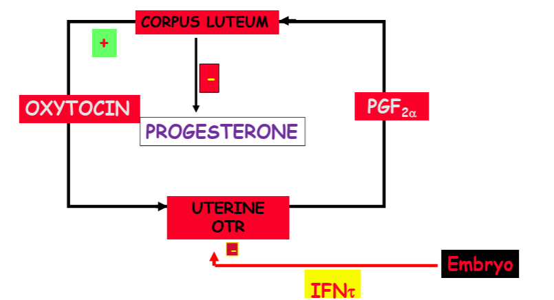 <p>upregulation of uterine OTR</p>